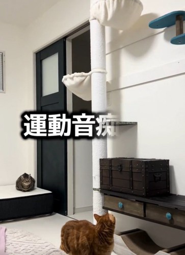 キャットタワーを見上げる猫