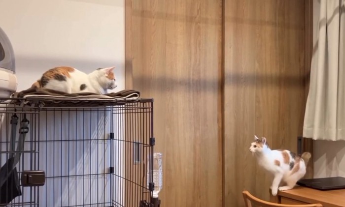 距離を見定める猫3