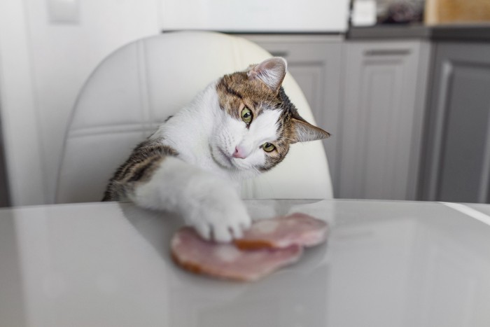テーブルの上のハムを触ろうとしている猫