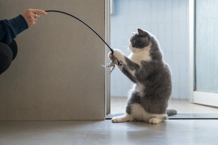 飼い主の持つ猫じゃらしをつかむ猫