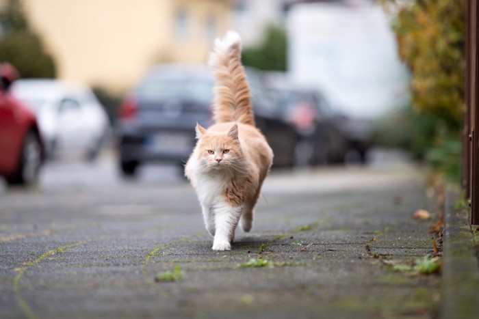 道路を歩く猫