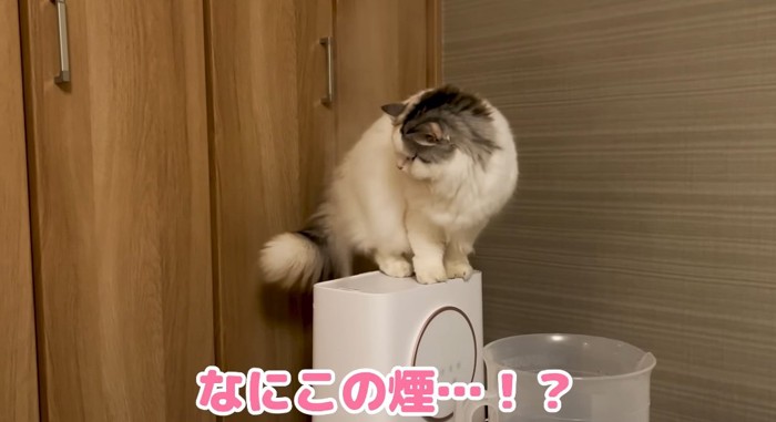 加湿器に乗る猫