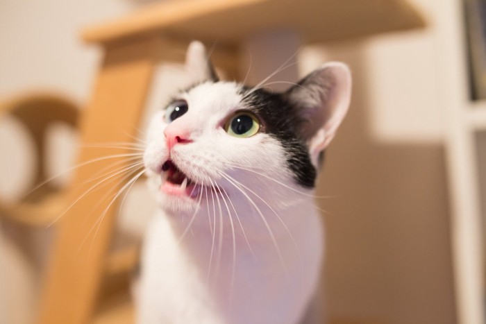 キャットタワーで遊ぶ猫