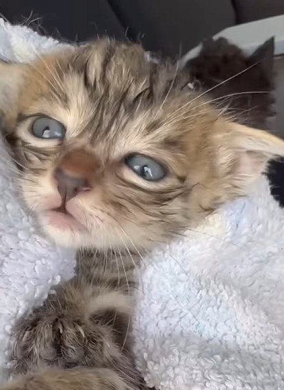 拭かれる子猫