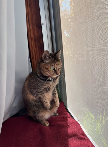 中腰の体勢で庭を見つめる猫