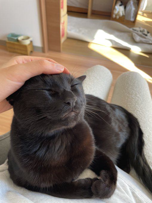 室内にいる猫