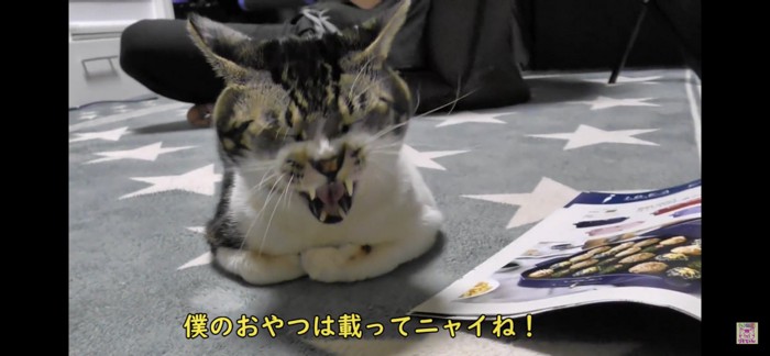 あくびをする猫