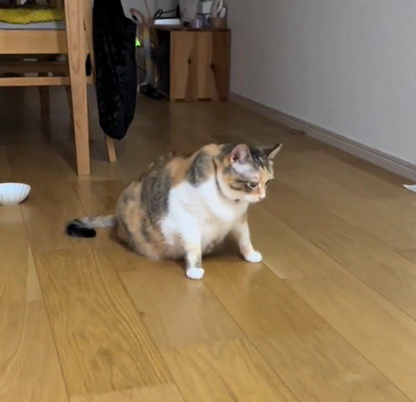 からだを揺らすラフちゃん
