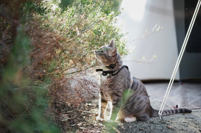 草のニオイを嗅ぐ猫