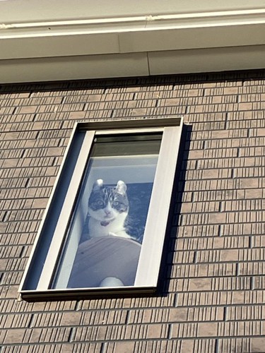 窓から覗く猫