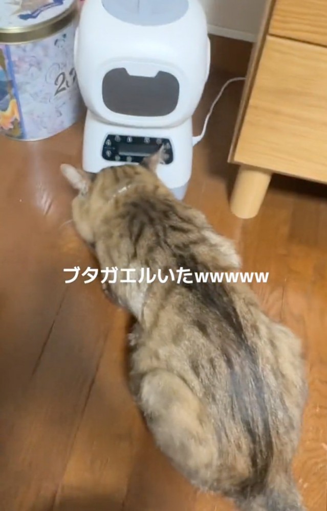 ご飯を食べ続ける猫