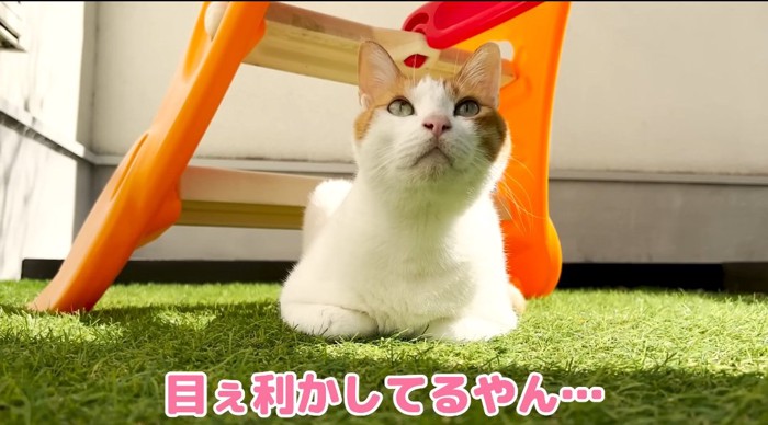 香箱座りの猫