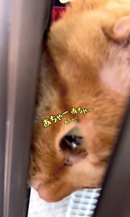 上から現れた猫