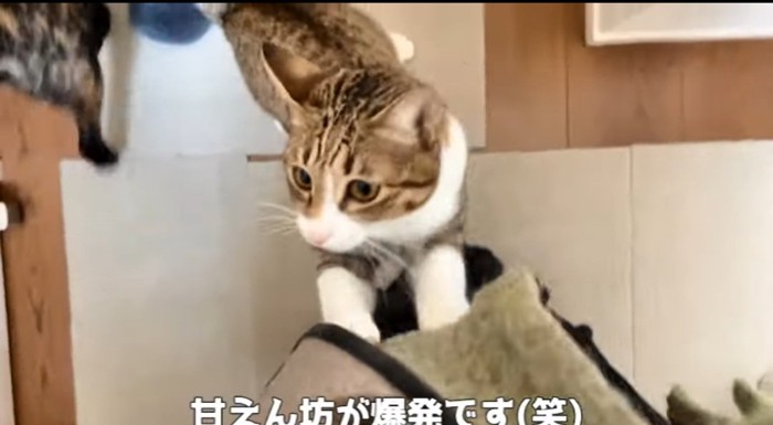 伸び上がる猫