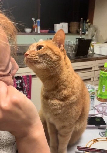 顔を近づける猫