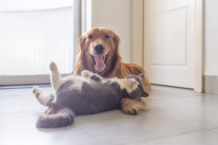 犬と猫