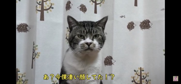 真顔の猫