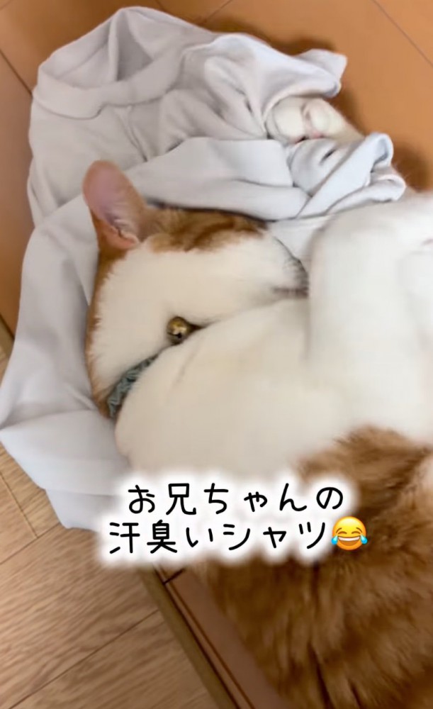 シャツに頭を擦り付ける猫