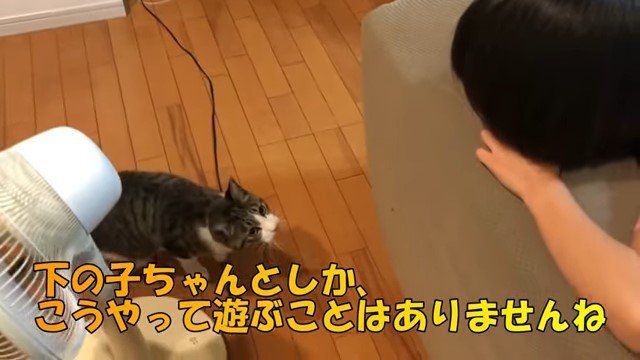 ソファから猫を見る女の子