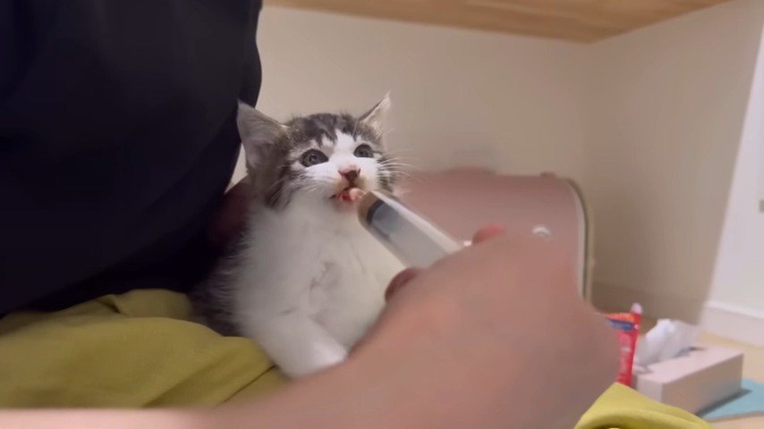 ミルクを飲む子猫