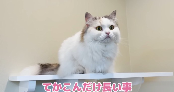 目を丸くする猫