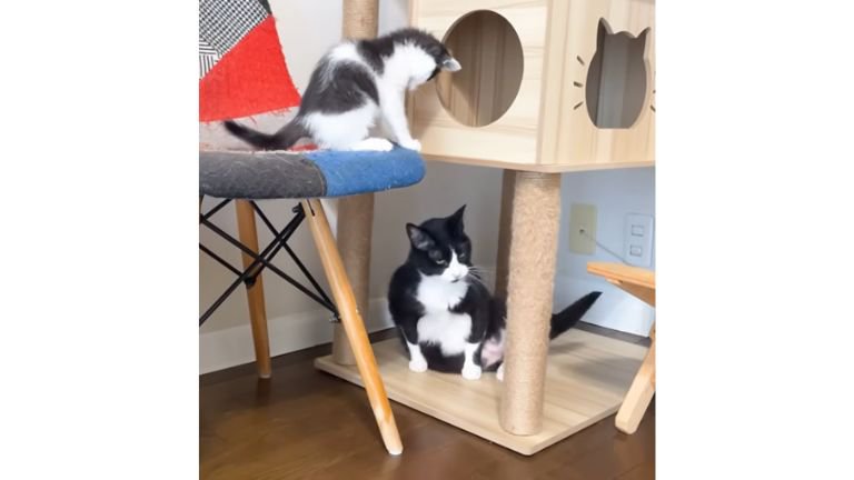 室内にいる猫たち