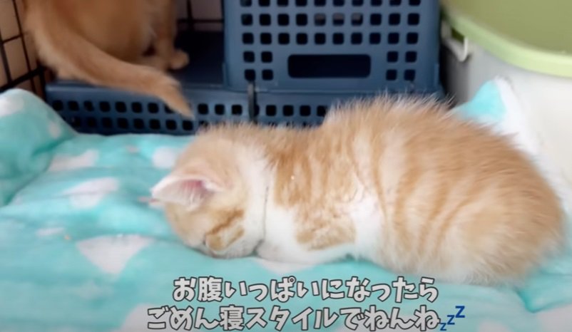 ごめん寝スタイルの子猫