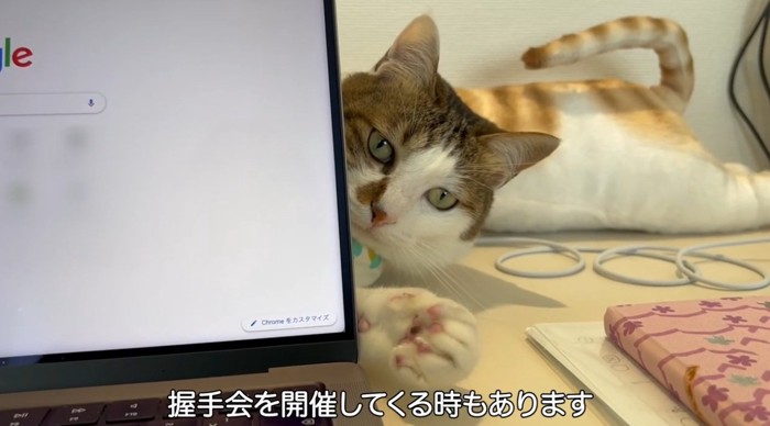 パソコンの後ろからのぞく猫