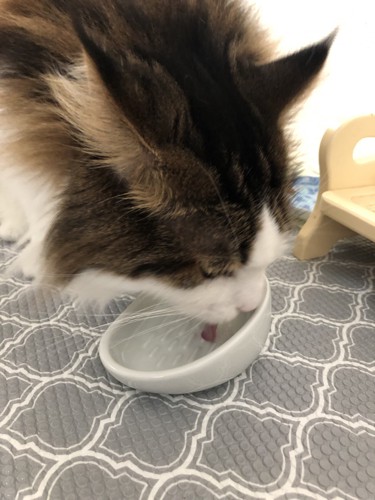 餌を食べる猫