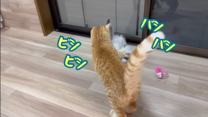 ビシバシ