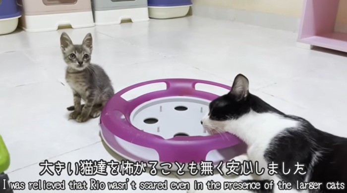 先住猫と一緒におもちゃのそばにいる子猫