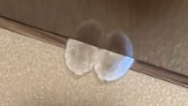 ドアと猫の手