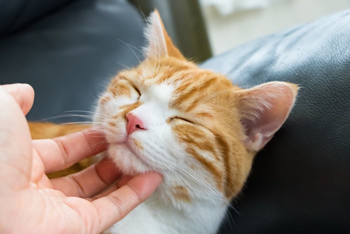 顎を撫でられて気持ちよさそうな猫