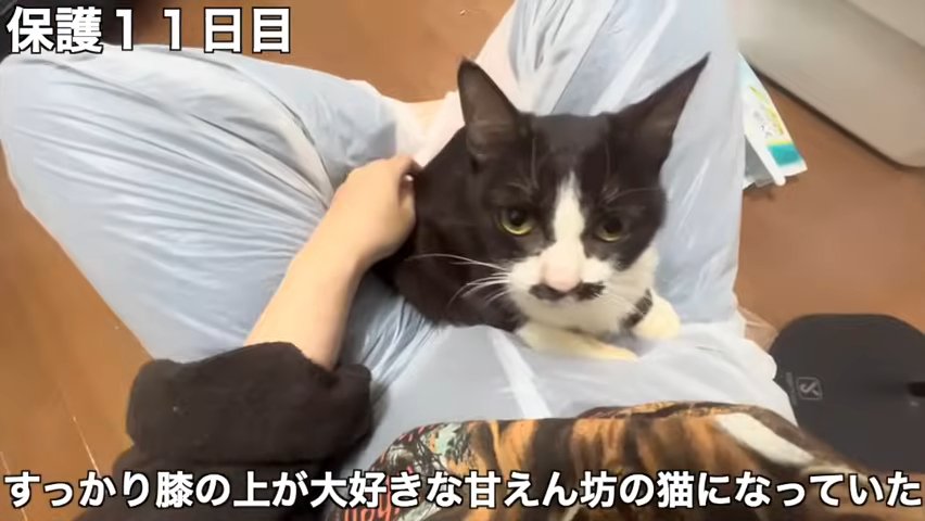 膝の上に乗る猫