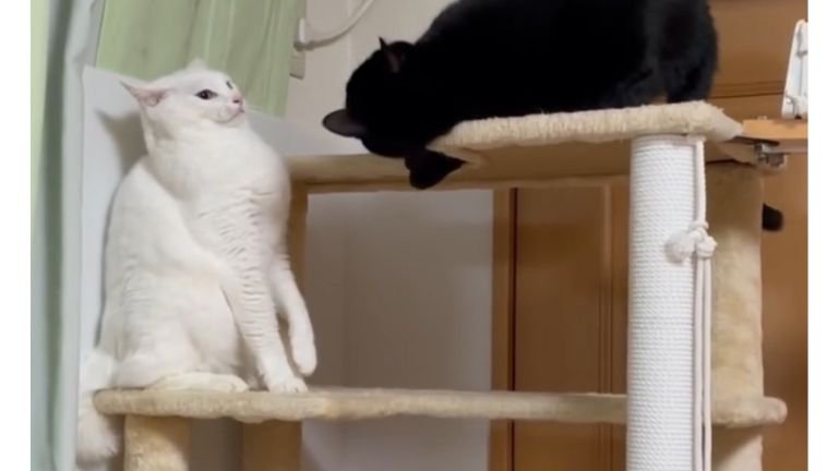 キャットタワーにいる猫たち