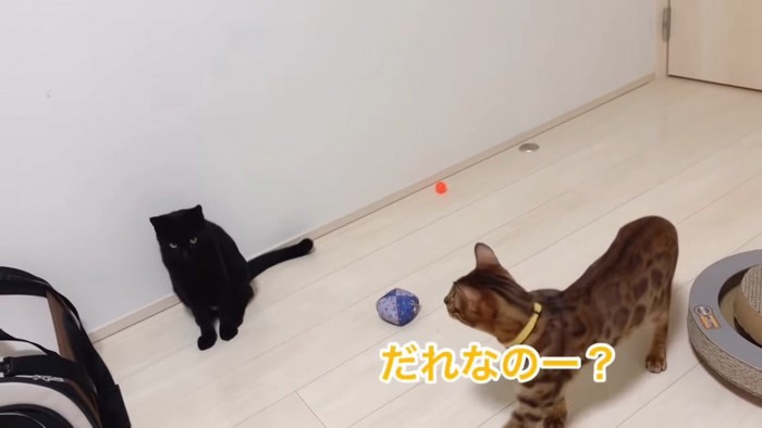 黒猫とベンガル猫