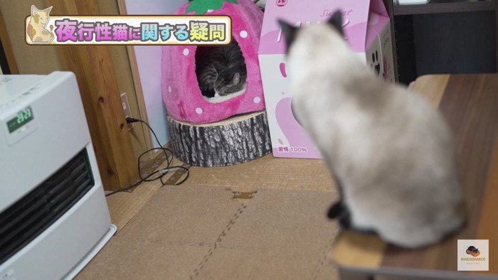 ハウスを見るシャム猫