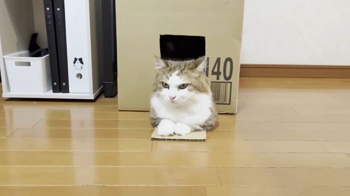 ちょっとよけてあげる秀吉君
