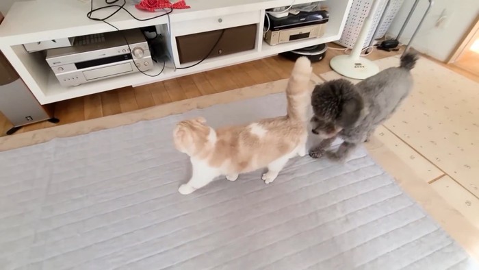 猫の後ろにいる犬