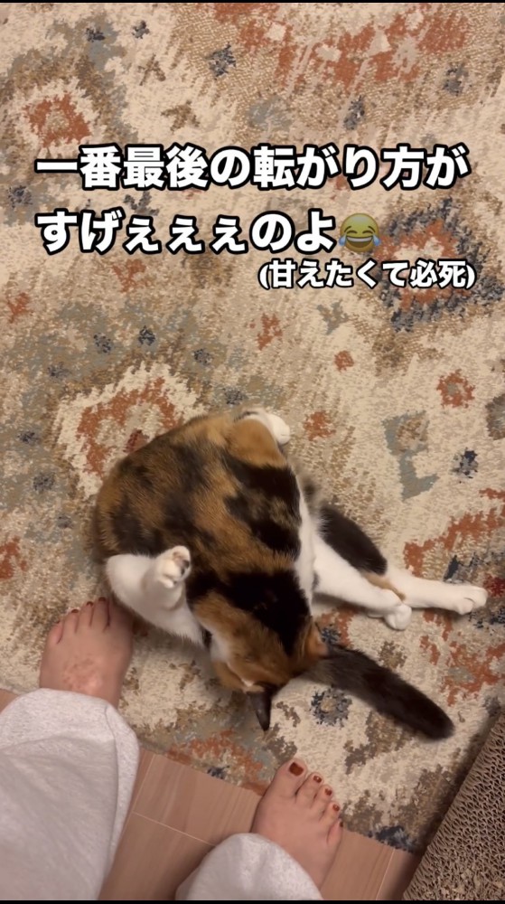 毛づくろいをする猫