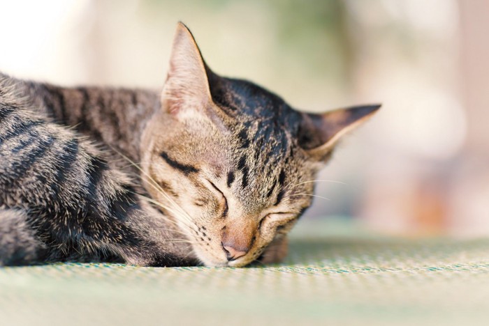 睡眠中の猫