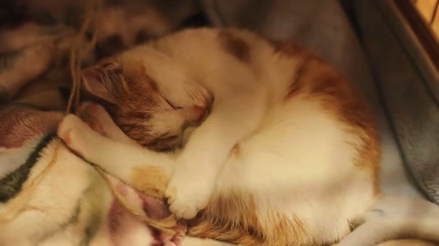 丸くなって寝る子猫