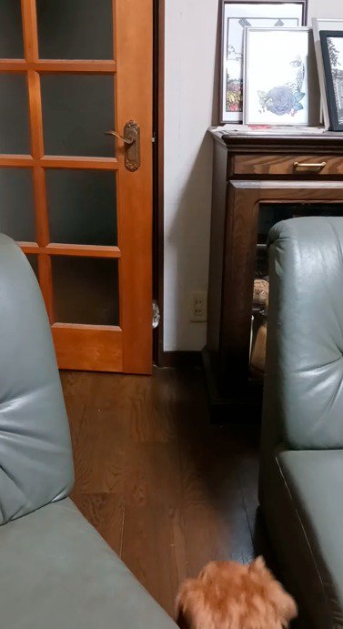 ドアの隙間から見えている猫を見つめる犬