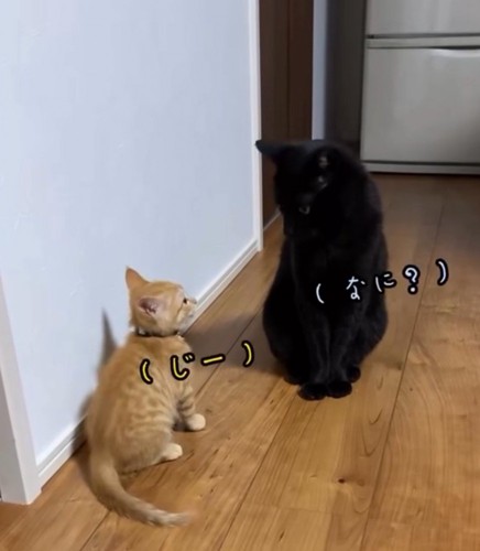 子猫に視線を返す黒猫