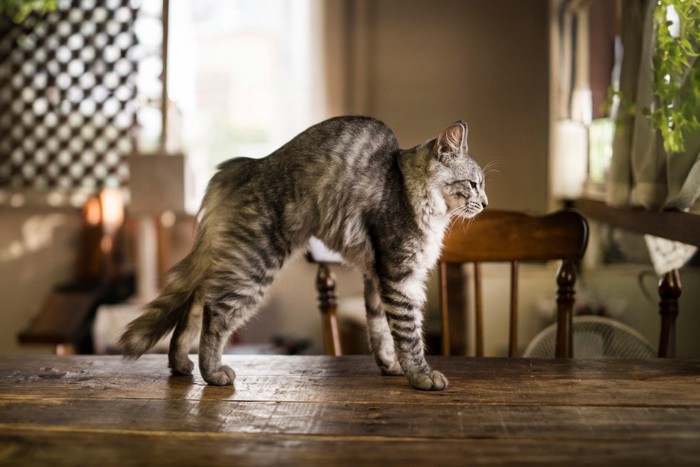背を上に高く伸ばす猫