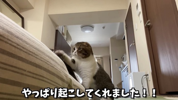 片方の前足を上げる猫