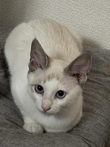 丸くなっている猫