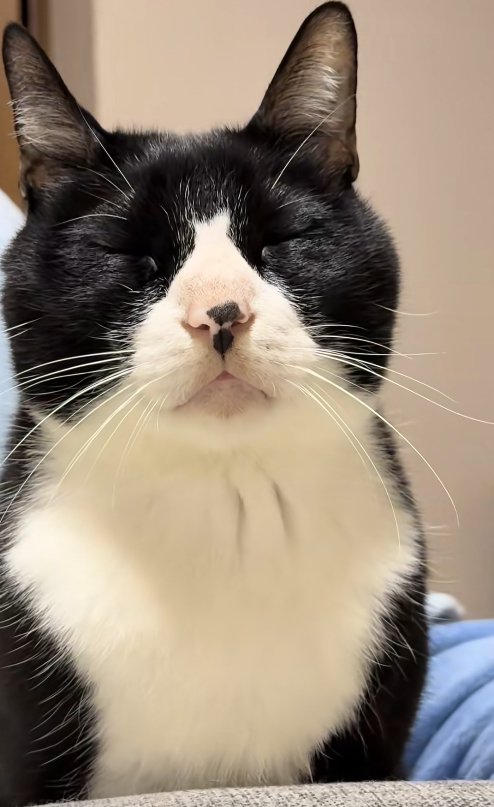 目を瞑っている猫の顔アップ