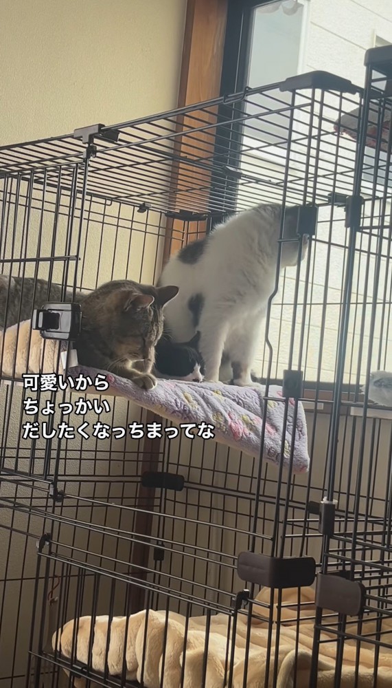 外を見る猫と伏せる猫