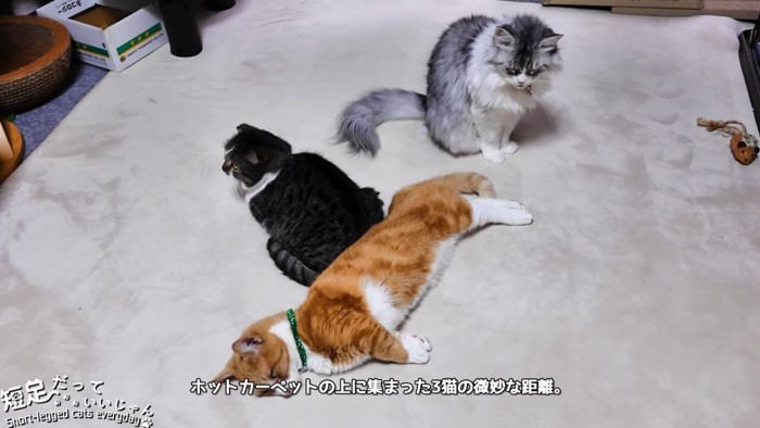 寝る猫とおすわりする猫